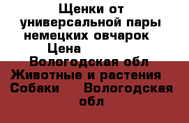 Щенки от универсальной пары немецких овчарок › Цена ­ 10 000 - Вологодская обл. Животные и растения » Собаки   . Вологодская обл.